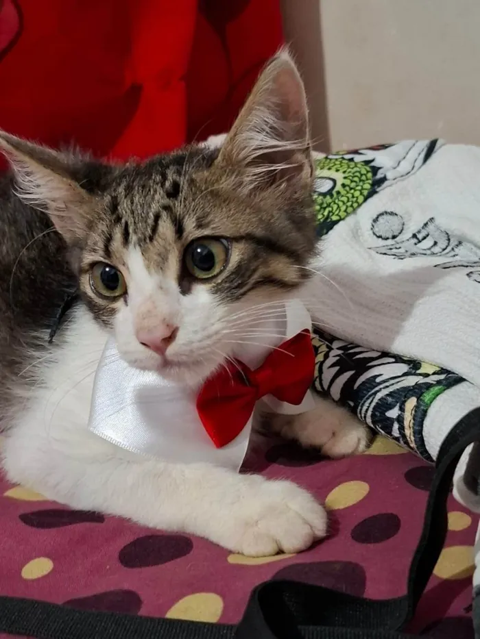 Gato ra a SRD-ViraLata idade 2 a 6 meses nome Antônio