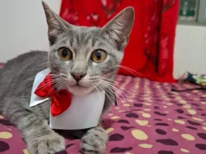 Gato raça SRD-ViraLata idade 2 a 6 meses nome Ariel