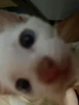 Tom é Tina