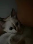 Tom é Tina
