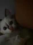 Tom é Tina