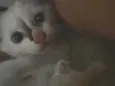 Tom é Tina
