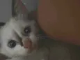Tom é Tina