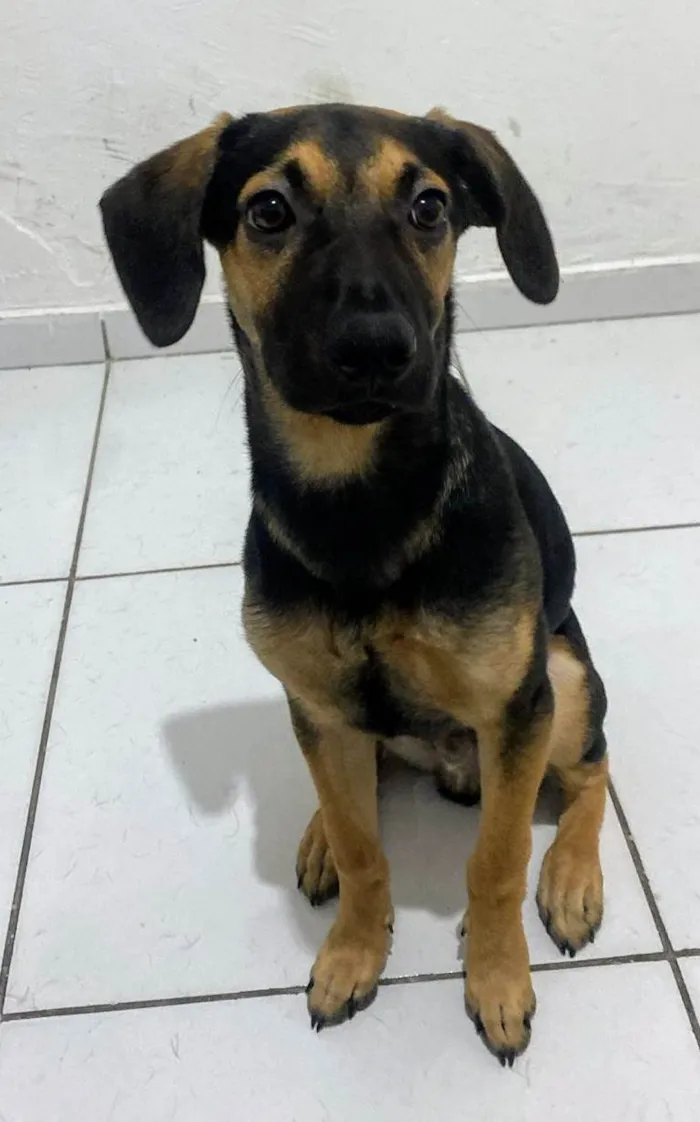 Cachorro ra a SRD-ViraLata idade 7 a 11 meses nome Romeu 