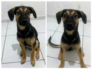 Cachorro raça SRD-ViraLata idade 7 a 11 meses nome Romeu 