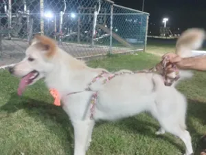 Cachorro raça SRD-ViraLata idade 7 a 11 meses nome Melody 