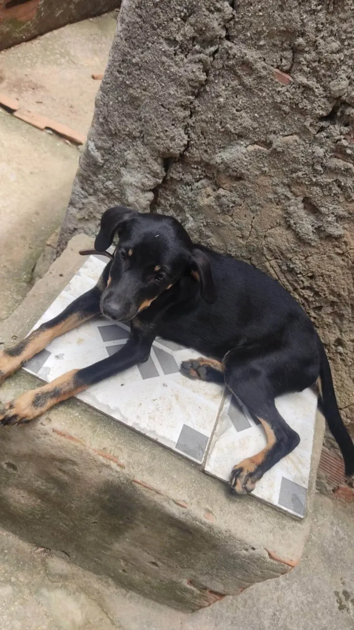 Cachorro ra a SRD-ViraLata idade 2 a 6 meses nome piquitita, lobo e pandora