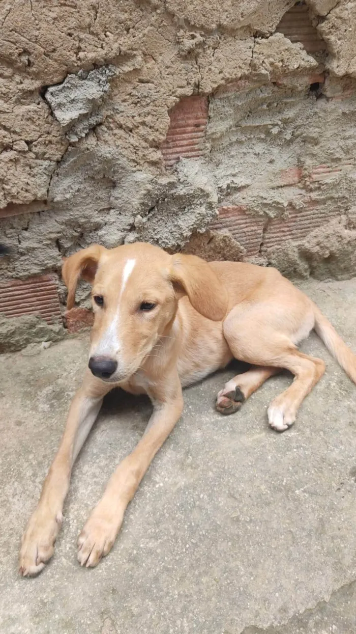 Cachorro ra a SRD-ViraLata idade 2 a 6 meses nome piquitita, lobo e pandora