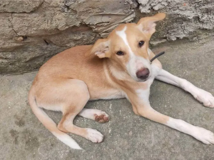 Cachorro ra a SRD-ViraLata idade 2 a 6 meses nome piquitita, lobo e pandora