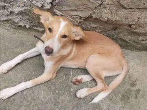 Cachorro raça SRD-ViraLata idade 2 a 6 meses nome piquitita, lobo e pandora