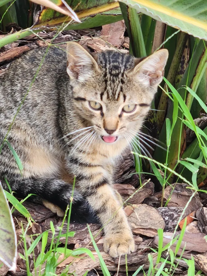 Gato ra a SRD-ViraLata idade 2 a 6 meses nome Gatinhos