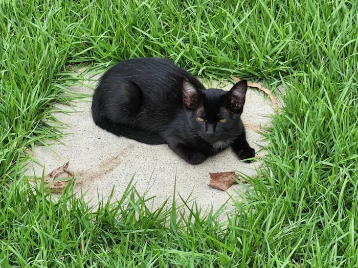 Gato ra a SRD-ViraLata idade 2 a 6 meses nome Gatinhos