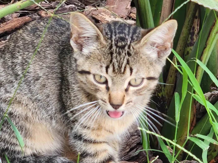 Gato ra a SRD-ViraLata idade 2 a 6 meses nome Gatinhos