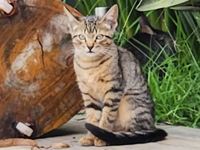 Gato ra a SRD-ViraLata idade 2 a 6 meses nome Gatinhos