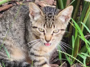 Gato raça SRD-ViraLata idade 2 a 6 meses nome Gatinhos