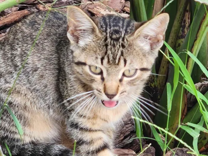 Gato ra a SRD-ViraLata idade 2 a 6 meses nome Gatinhos