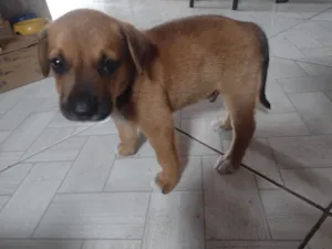 Cachorro raça SRD-ViraLata idade Abaixo de 2 meses nome Caramelo