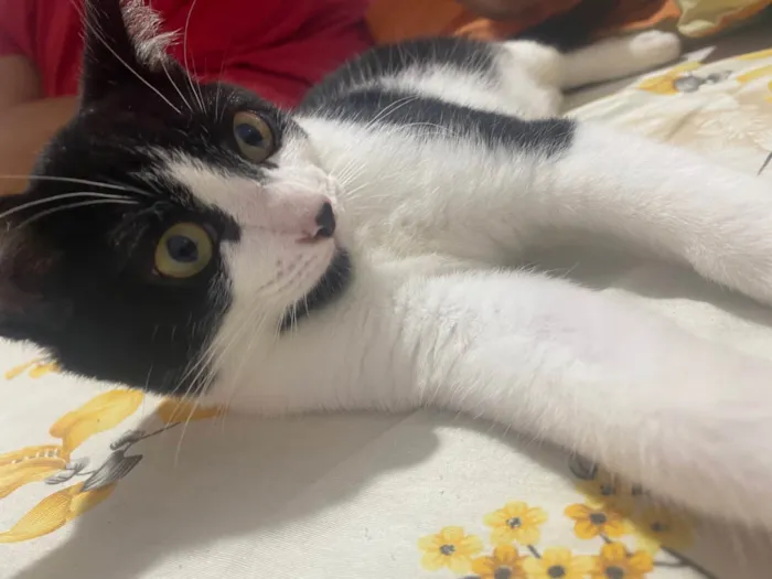 Gato ra a Persa idade 2 a 6 meses nome Simba