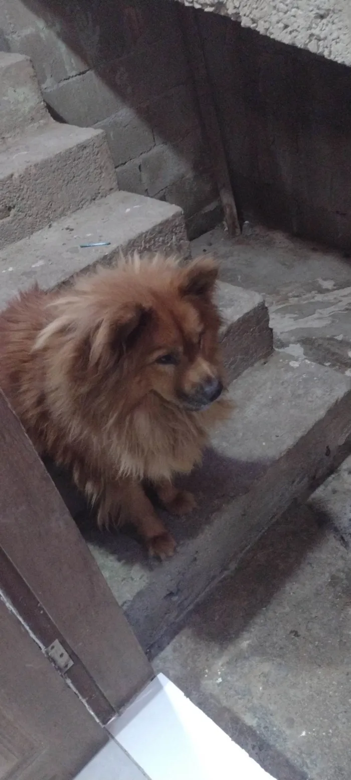 Cachorro ra a Chow Chow idade 3 anos nome Zoe