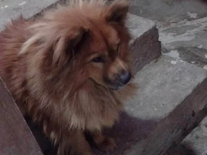 Cachorro ra a Chow Chow idade 3 anos nome Zoe