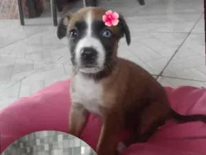 Cachorro raça SRD-ViraLata idade Abaixo de 2 meses nome Filhote