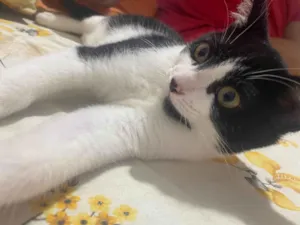 Gato raça Persa idade 2 a 6 meses nome Simba