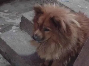 Cachorro raça Chow Chow idade 3 anos nome Zoe