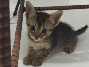 Gato raça SRD-ViraLata idade Abaixo de 2 meses nome Não tem 