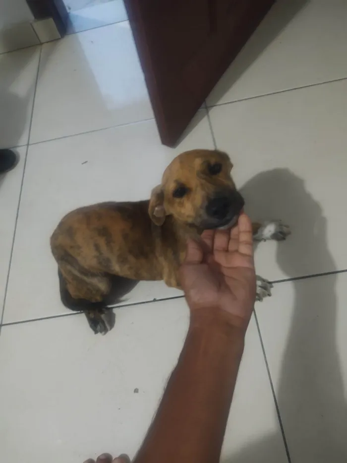 Cachorro ra a SRD-ViraLata idade 2 a 6 meses nome Mel