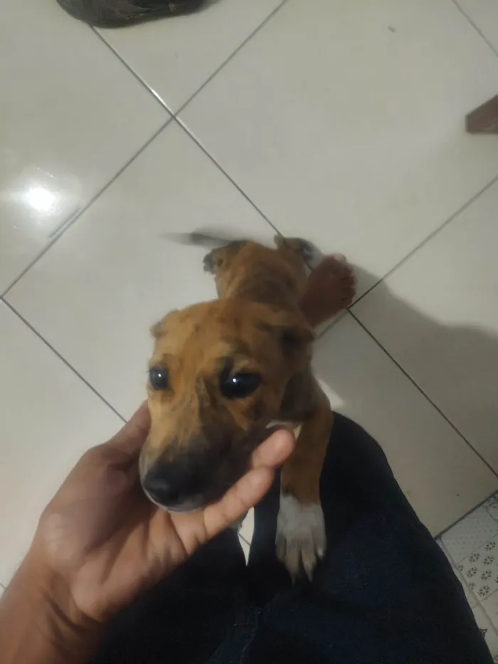 Cachorro ra a SRD-ViraLata idade 2 a 6 meses nome Mel