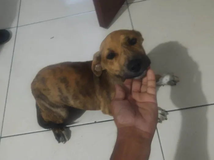 Cachorro ra a SRD-ViraLata idade 2 a 6 meses nome Mel