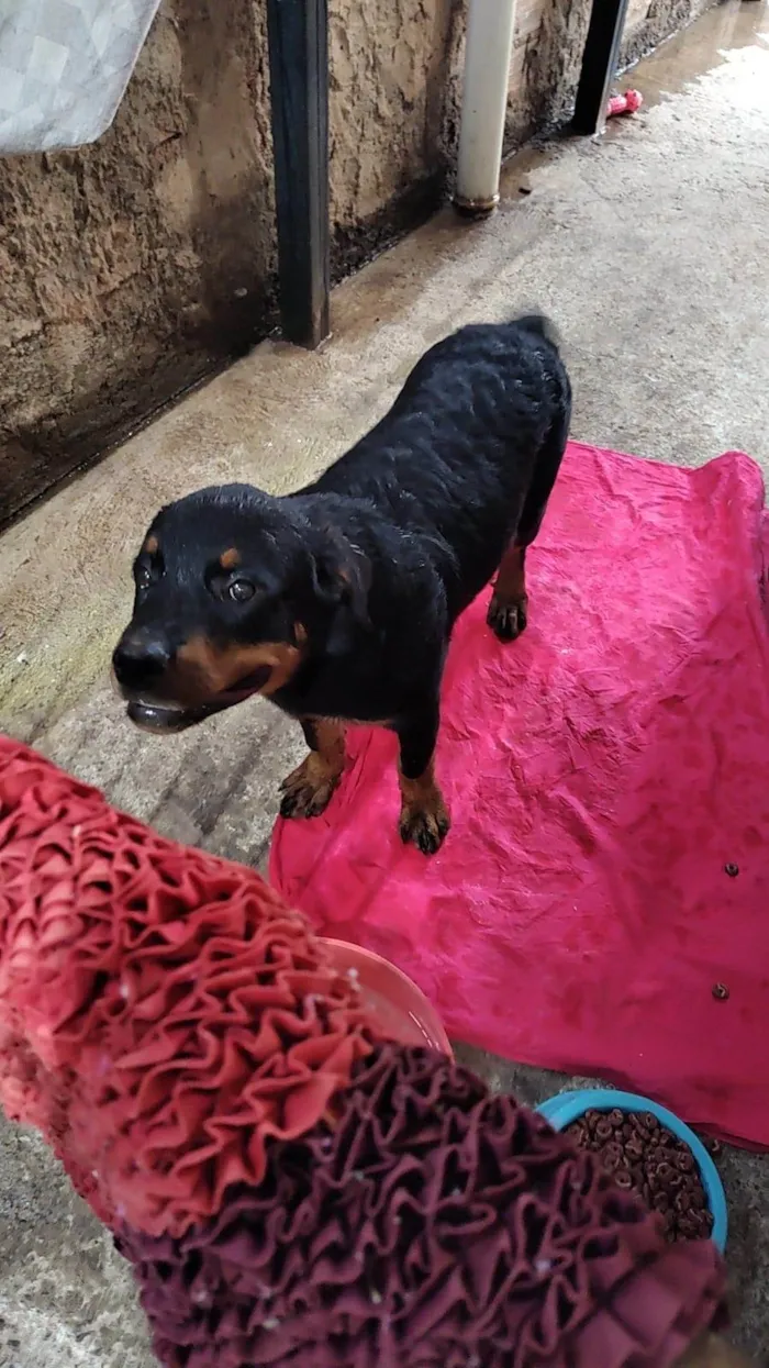 Cachorro ra a Rottweiler idade 7 a 11 meses nome Spike