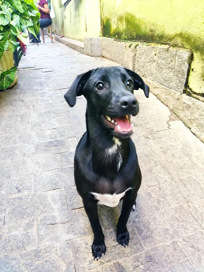 Cachorro ra a SRD-ViraLata idade 2 a 6 meses nome PIETRA