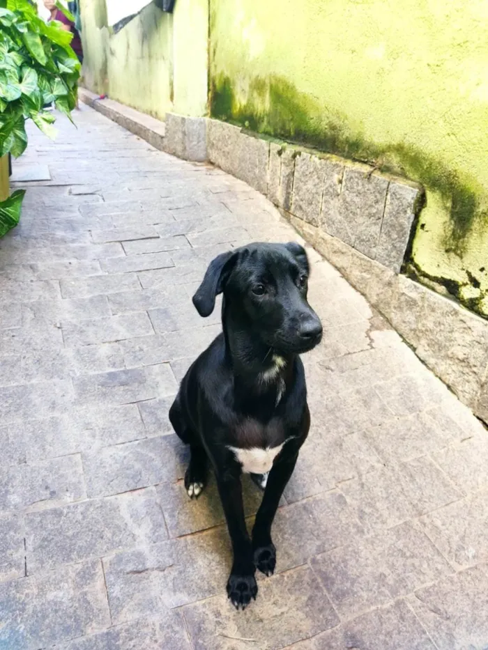 Cachorro ra a SRD-ViraLata idade 2 a 6 meses nome PIETRA