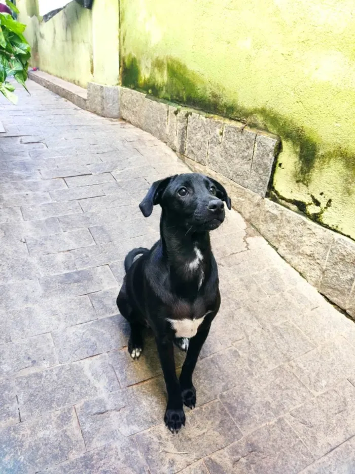 Cachorro ra a SRD-ViraLata idade 2 a 6 meses nome PIETRA