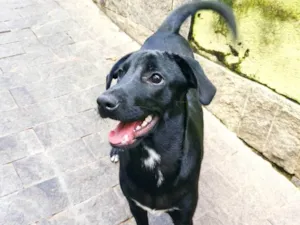 Cachorro raça SRD-ViraLata idade 2 a 6 meses nome PIETRA