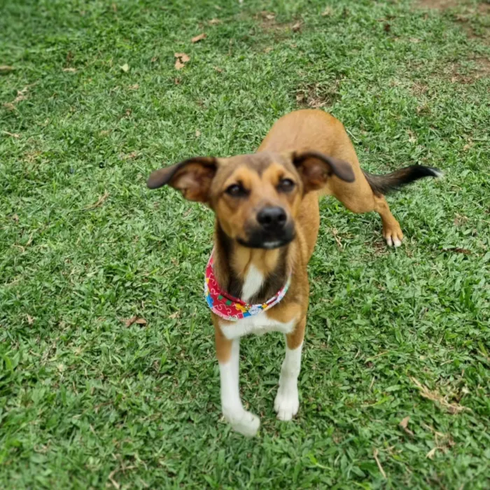 Cachorro ra a SRD-ViraLata idade 7 a 11 meses nome MAILA