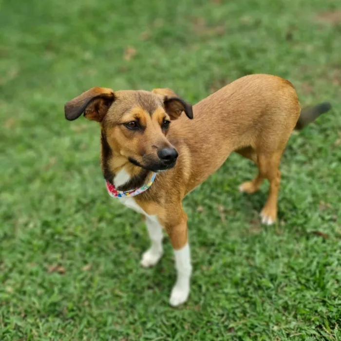 Cachorro ra a SRD-ViraLata idade 7 a 11 meses nome MAILA