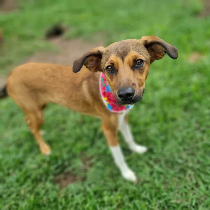 Cachorro ra a SRD-ViraLata idade 7 a 11 meses nome MAILA