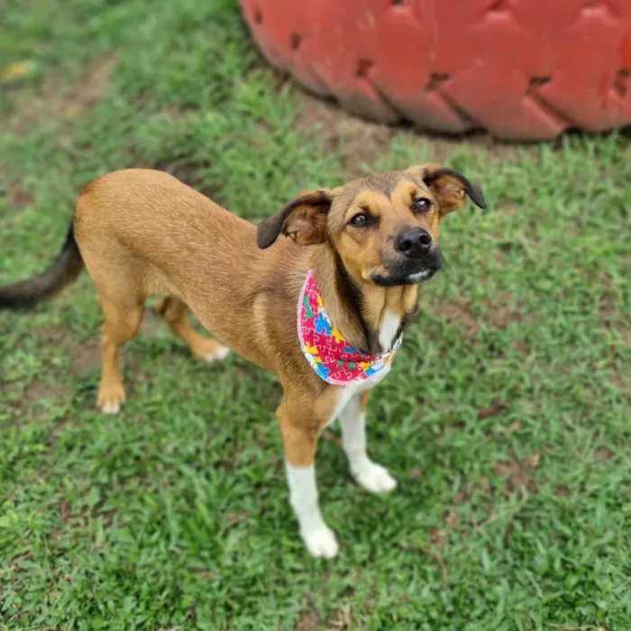 Cachorro ra a SRD-ViraLata idade 7 a 11 meses nome MAILA