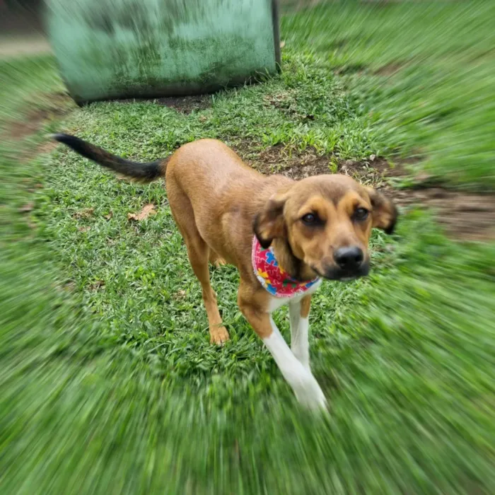 Cachorro ra a SRD-ViraLata idade 7 a 11 meses nome MAILA