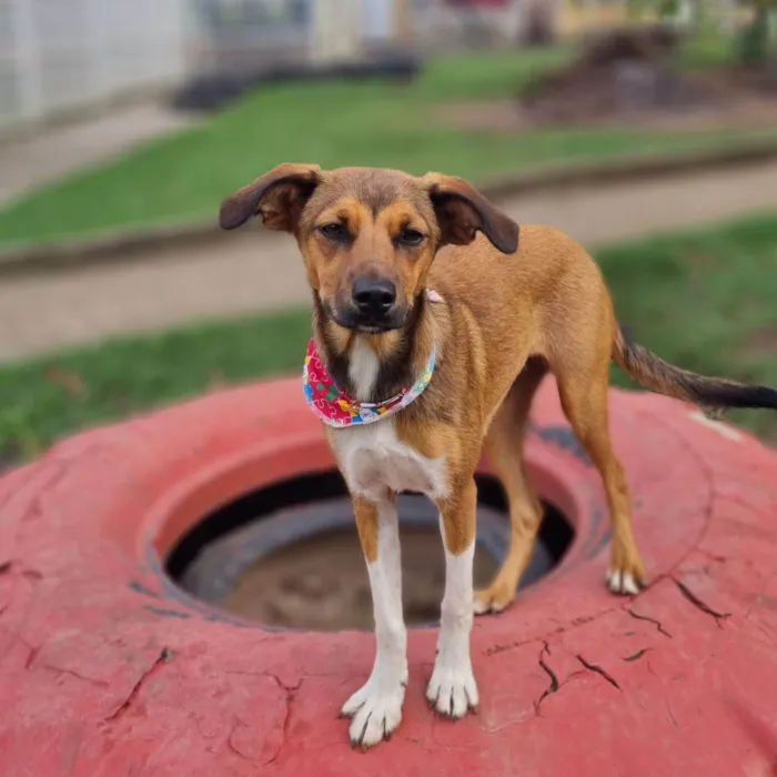 Cachorro ra a SRD-ViraLata idade 7 a 11 meses nome MAILA