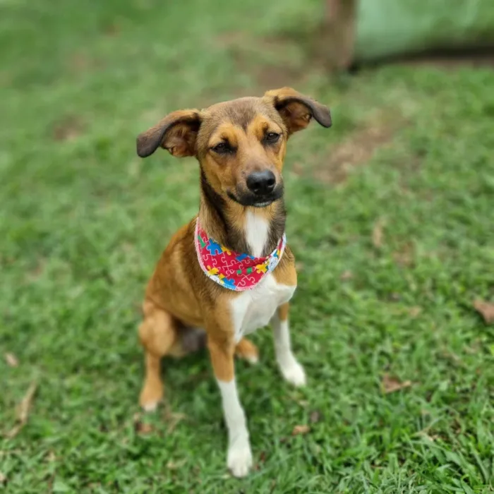 Cachorro ra a SRD-ViraLata idade 7 a 11 meses nome MAILA