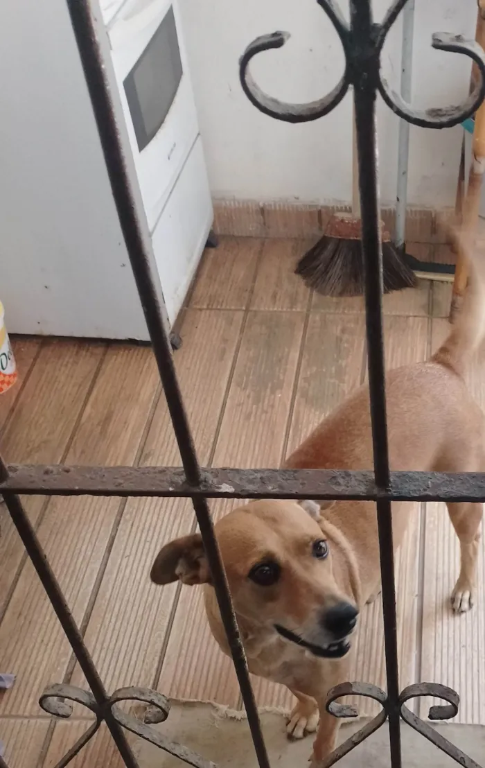 Cachorro ra a SRD-ViraLata idade 6 ou mais anos nome Xulipa