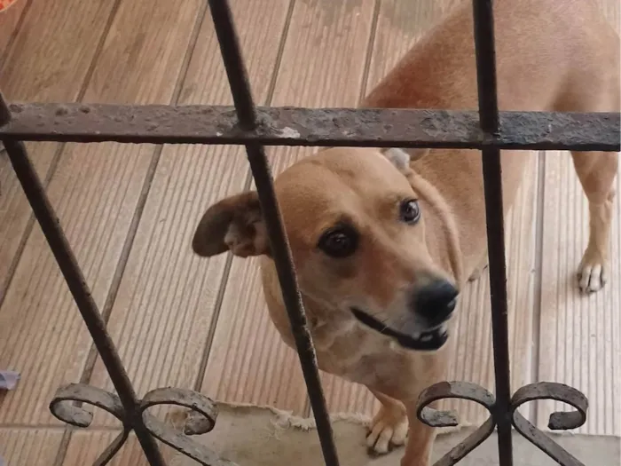 Cachorro ra a SRD-ViraLata idade 6 ou mais anos nome Xulipa