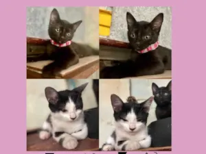 Gato raça SRD-ViraLata idade 2 a 6 meses nome Zara e Zoe