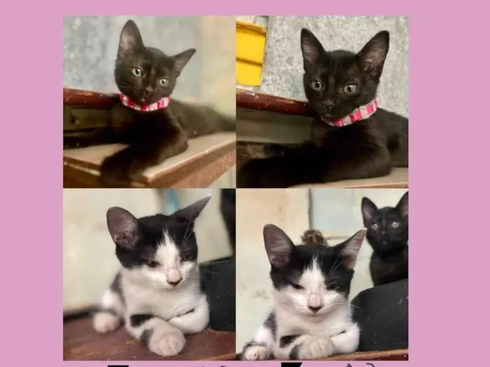 Gato ra a SRD-ViraLata idade 2 a 6 meses nome Zara e Zoe