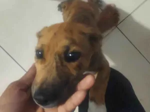 Cachorro raça SRD-ViraLata idade 2 a 6 meses nome Mel