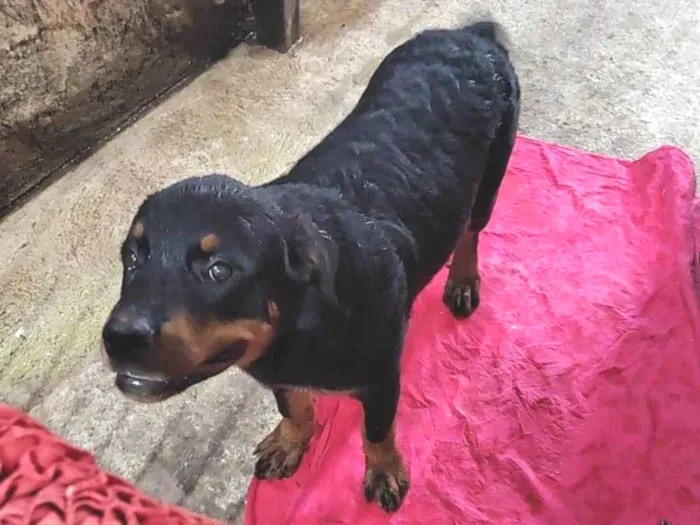 Cachorro ra a Rottweiler idade 7 a 11 meses nome Spike