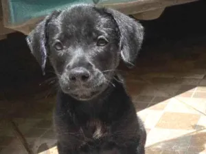 Cachorro raça SRD-ViraLata idade 2 a 6 meses nome Luke